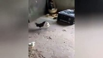 David and Goliath: Baby Chick Fights Chicken And Wins | Chick Stand Up For Himself, Beats Chicken