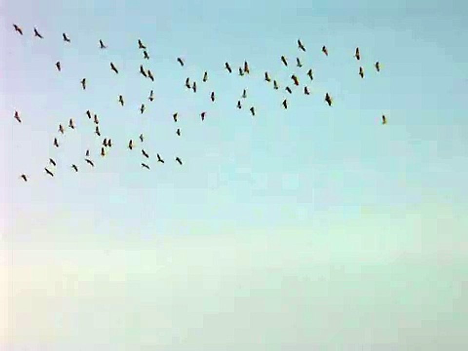 Cranes (Grus grus) approaching the Geestmoor/ Diepholz, part 1