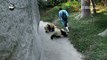 Adorable Pandas Love Their Keeper... Maybe Too Much