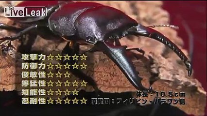 Emperor Scorpion VS Palawan Stag Beetle