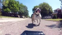 English Bulldog Chasing RC Car with a GoPro
