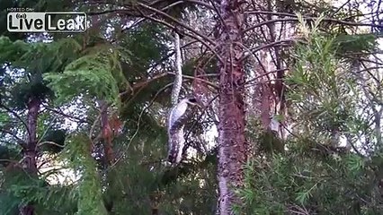 Python hanging from a tree while devouring possum.