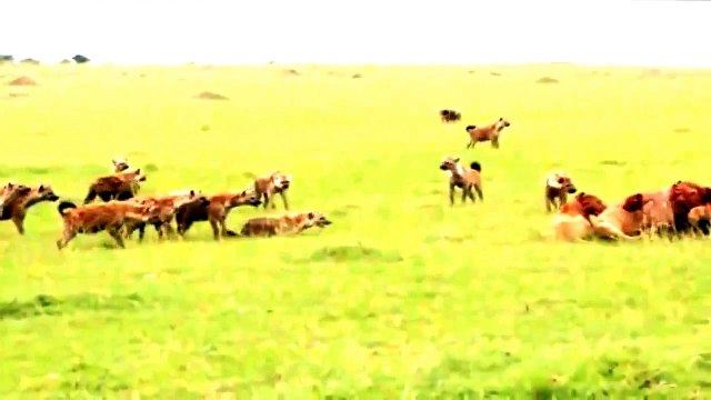 Rire Hyène Roi Lion - Hyène Attaque 2015