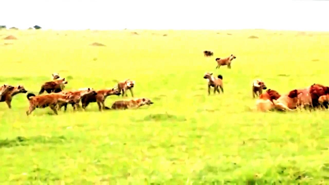 Rire Hyène Roi Lion - Hyène Attaque 2015