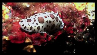 nudibranches-