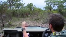 Lions Kills a Buffalo and are forced to Defend their Kill
