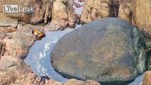 Octopus jumps out of water and attacks huge crab!