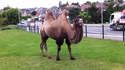 Les animaux du cirque Zavatta
