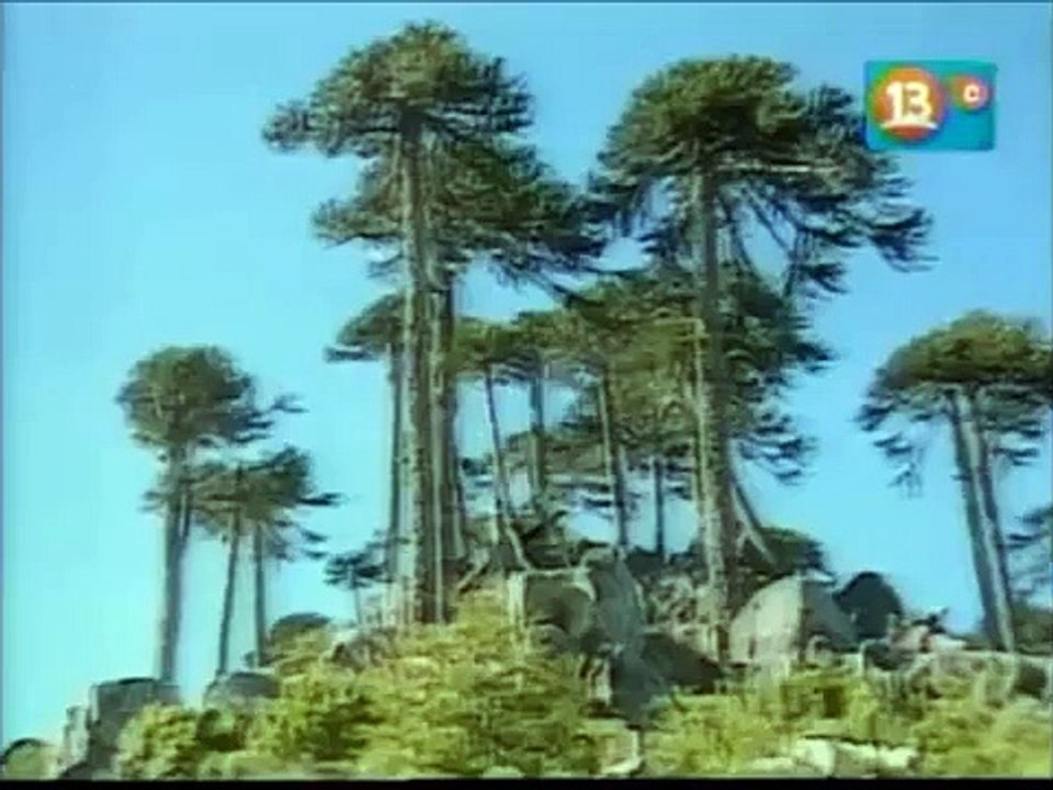 Al Sur del Mundo - Parque Nacional Nahuelbuta parte 1