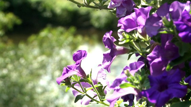 Le 18h chez vous à Guémené Penfao