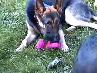 Arf's German Shepherd Rescue, Inc.