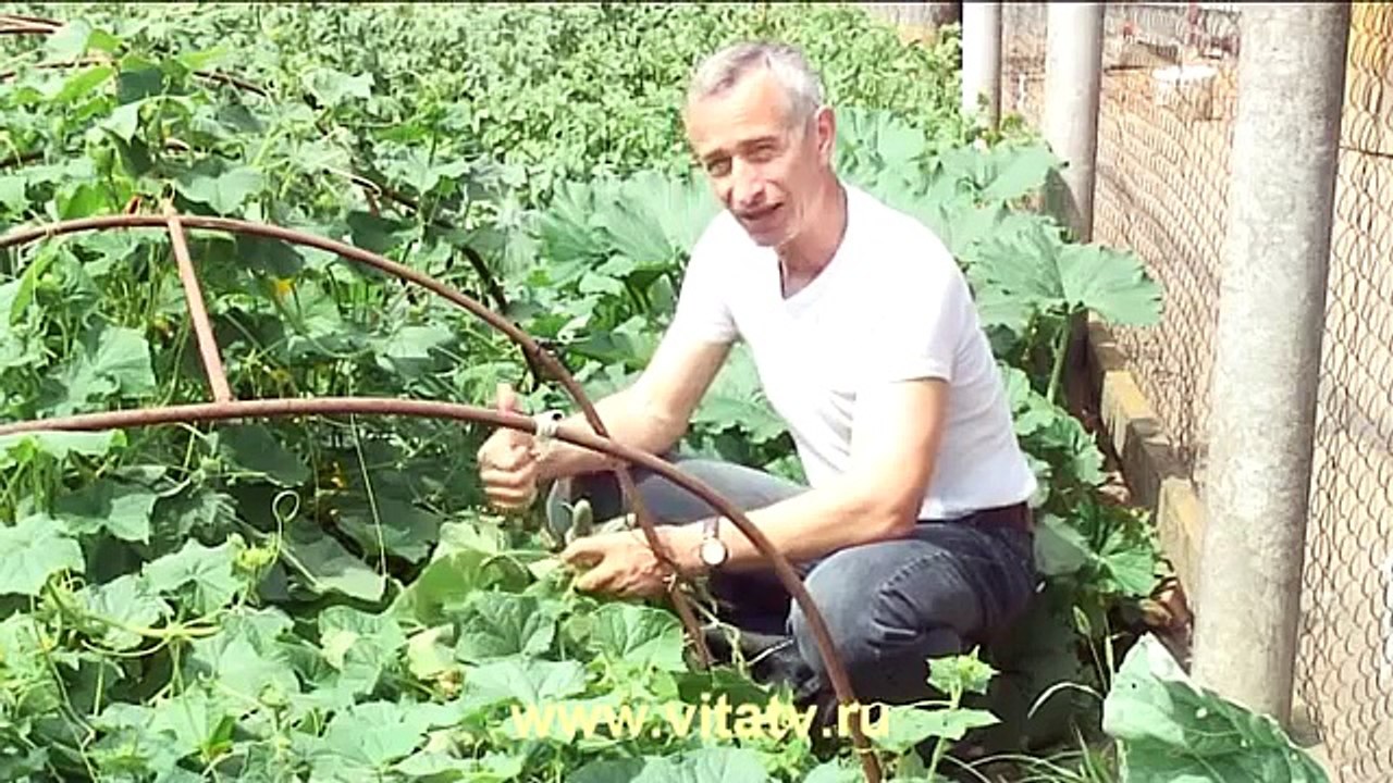 Геморрой. Лечение живым огурцом