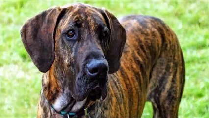 10 Funniest Great Dane Videos