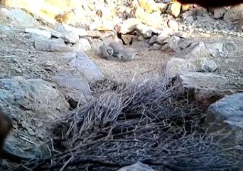 صيد طائر الحجل في الشبكة