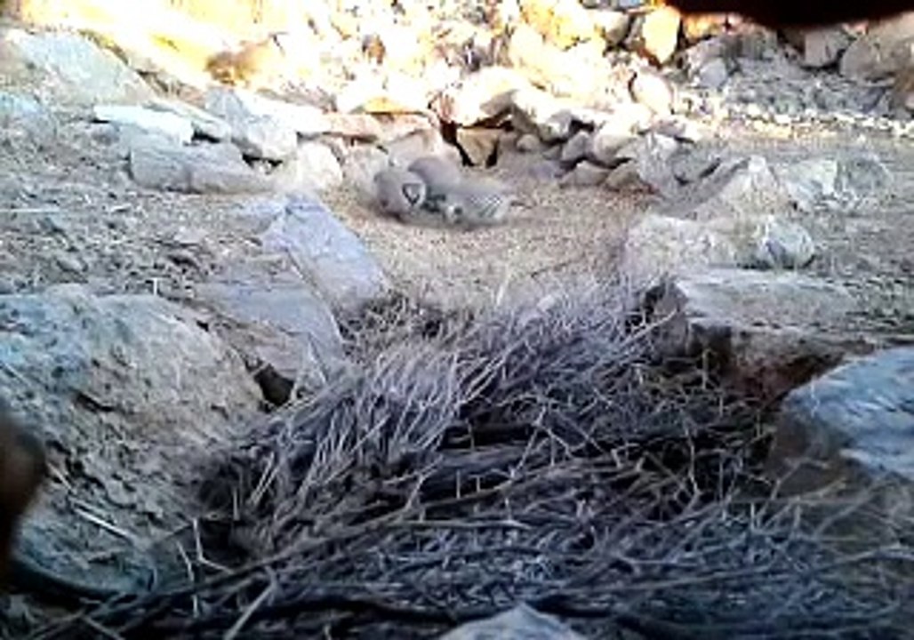 صيد طائر الحجل في الشبكة