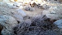 صيد طائر الحجل في الشبكة