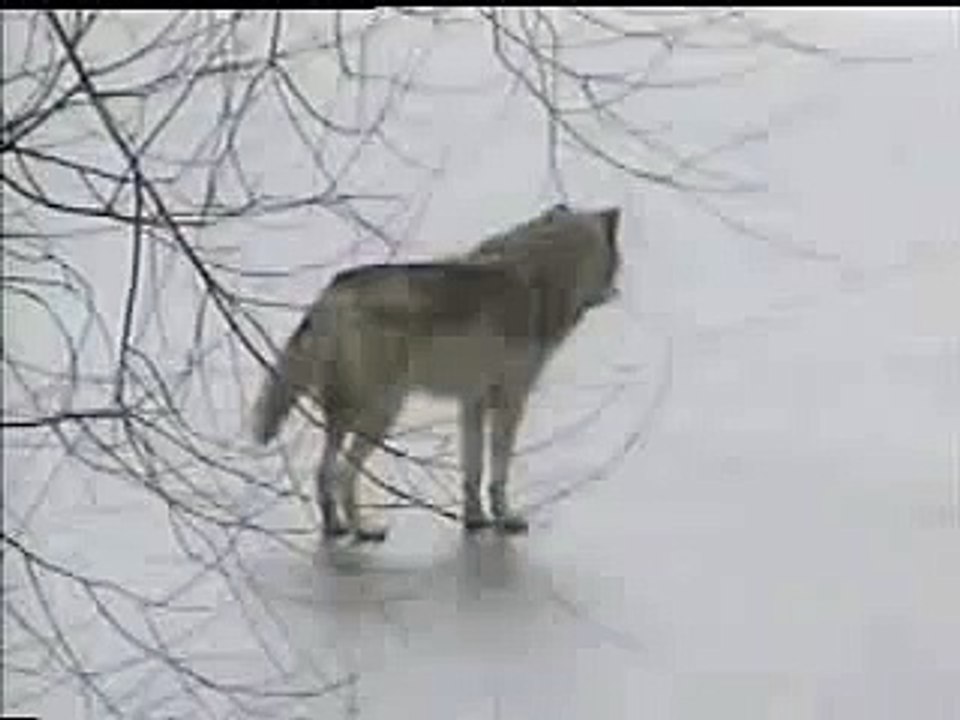 lone wolf howling