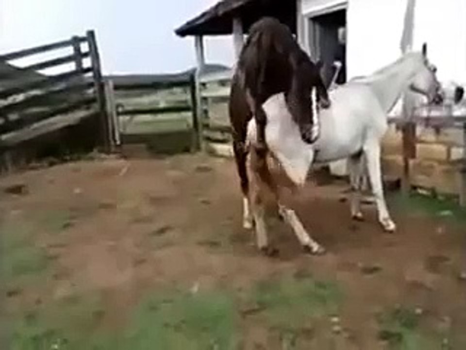 Animals mate Brown horse and white horse cute Animal funny