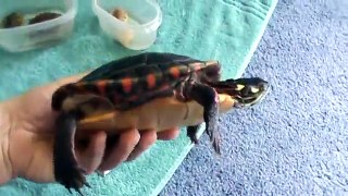 All My Turtles Big Update