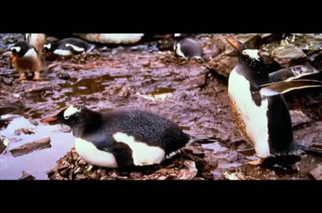 Antártida  [Imágenes] "El Reino de los Pingüinos"