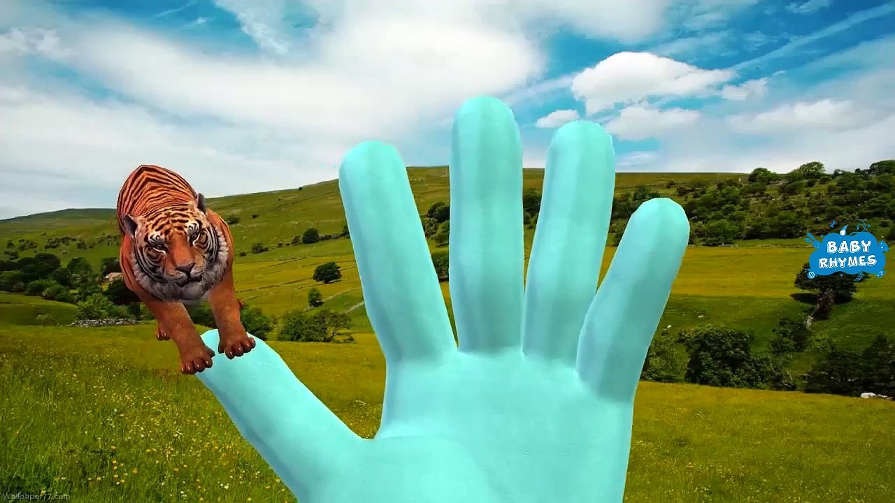 Tiger Finger Family Rhymes For Kids |Tiger Animal Cartoon Finger Family Nursery Rhymes
