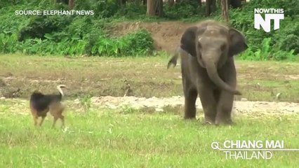 Watch An Elephant And A Dog Chase Each Other