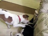 Rat Terrier Playing With A Jack Russell Terrier