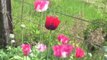 #4 Grow Poppies in 5 Stages - How to: Decifer PROS and CONS of Planting in POTS, Raised BEDS, INDOORS vs. OUTDOORS