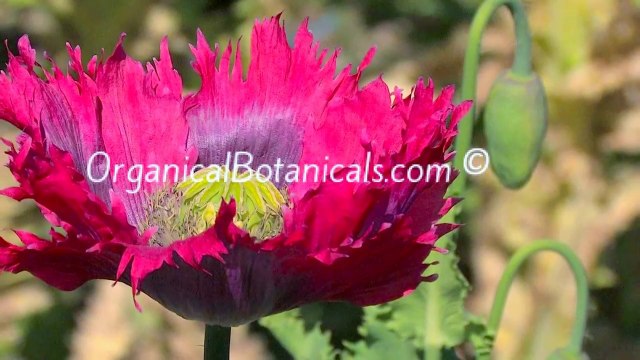 Organical Botanicals Papaver Somniferum Photo Slideshow