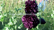 Organical Botanicals - Papaver Somniferum Photo Slideshow Original Music