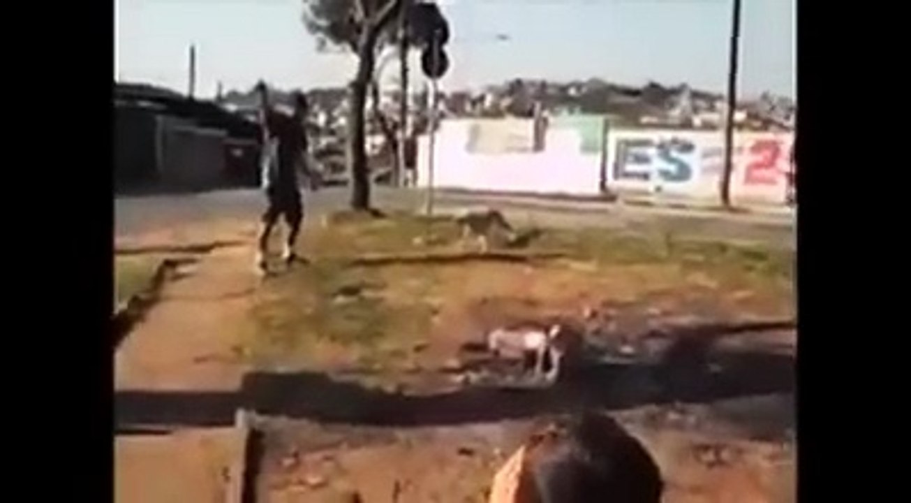 Dog acrobats