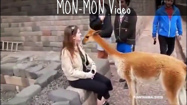 Best Funny Video Compilations Animal Crazy Clips HD