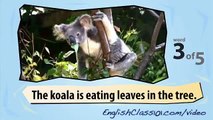 Australian Animals   Learn British English