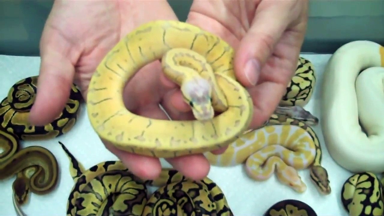 Morph BONANZA -  Over 20 morphs shown!