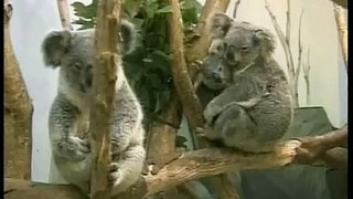 Koala 2004 澳洲樹熊