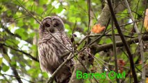 Barred Owl, Strix Varia