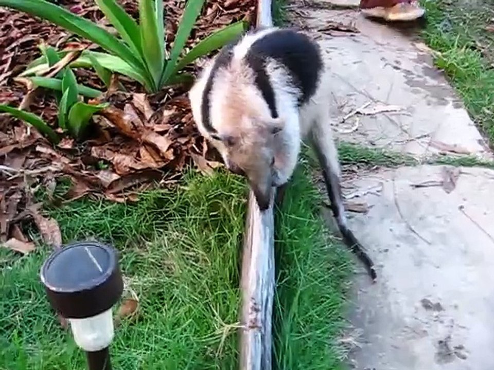 Un fourmilier sort sa grande langue pour manger des fourmis!