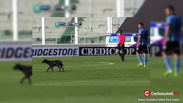 Des animaux qui se tapent l'incruste en plein match... Compilation hilarante