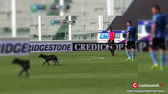 Animals hilariously interrupting sports games: Birds, Crocodile..
