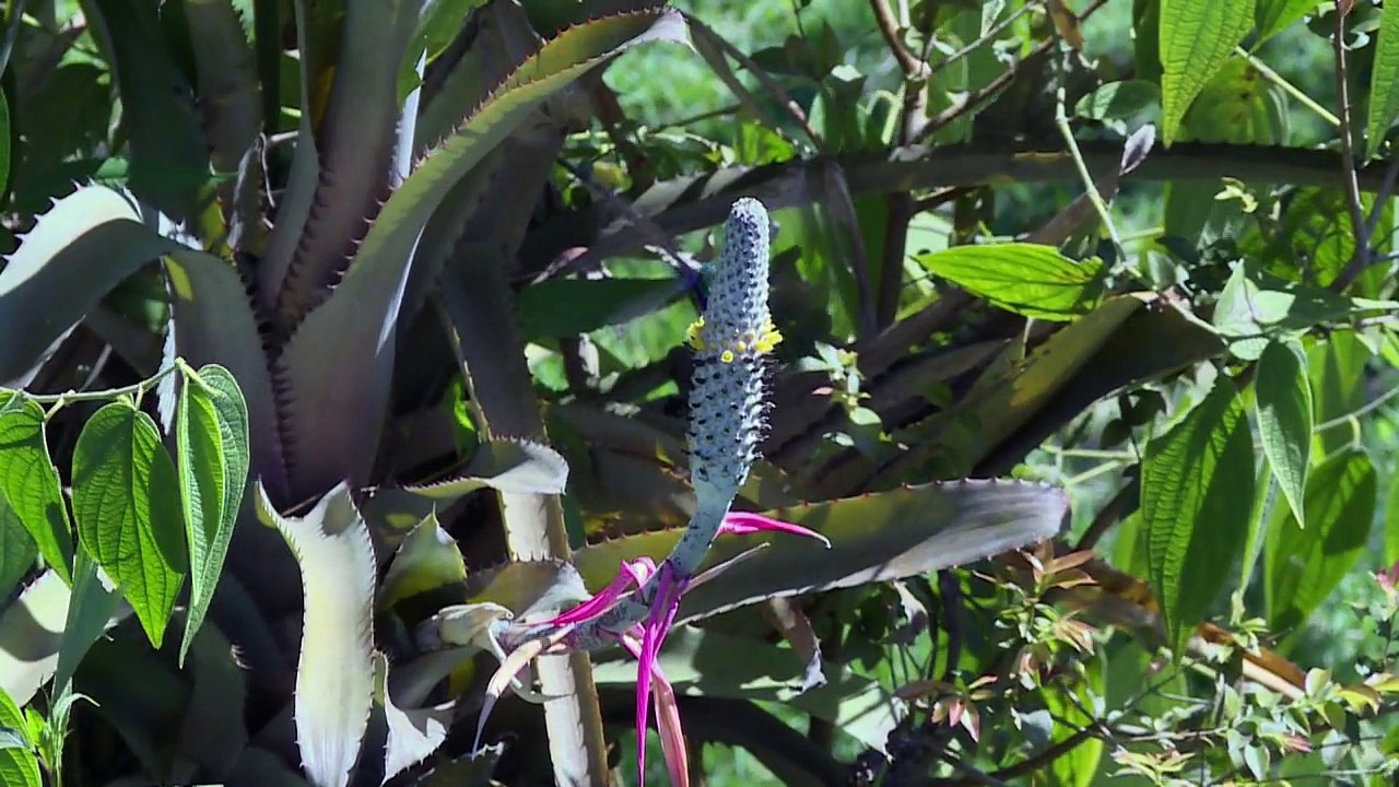 Kunst im brasilianischen Regenwald