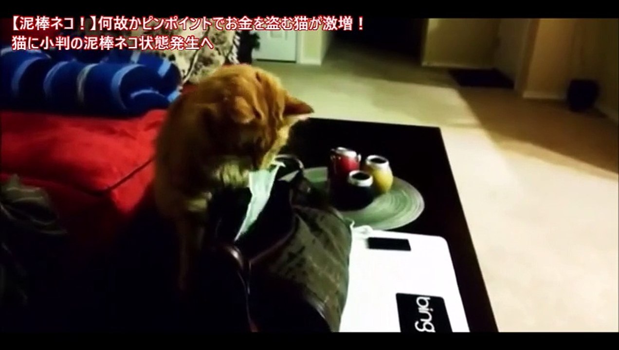 【泥棒ネコ！】何故かピンポイントでお金を盗む猫が激増！猫に小判の泥棒ネコ状態発生へ