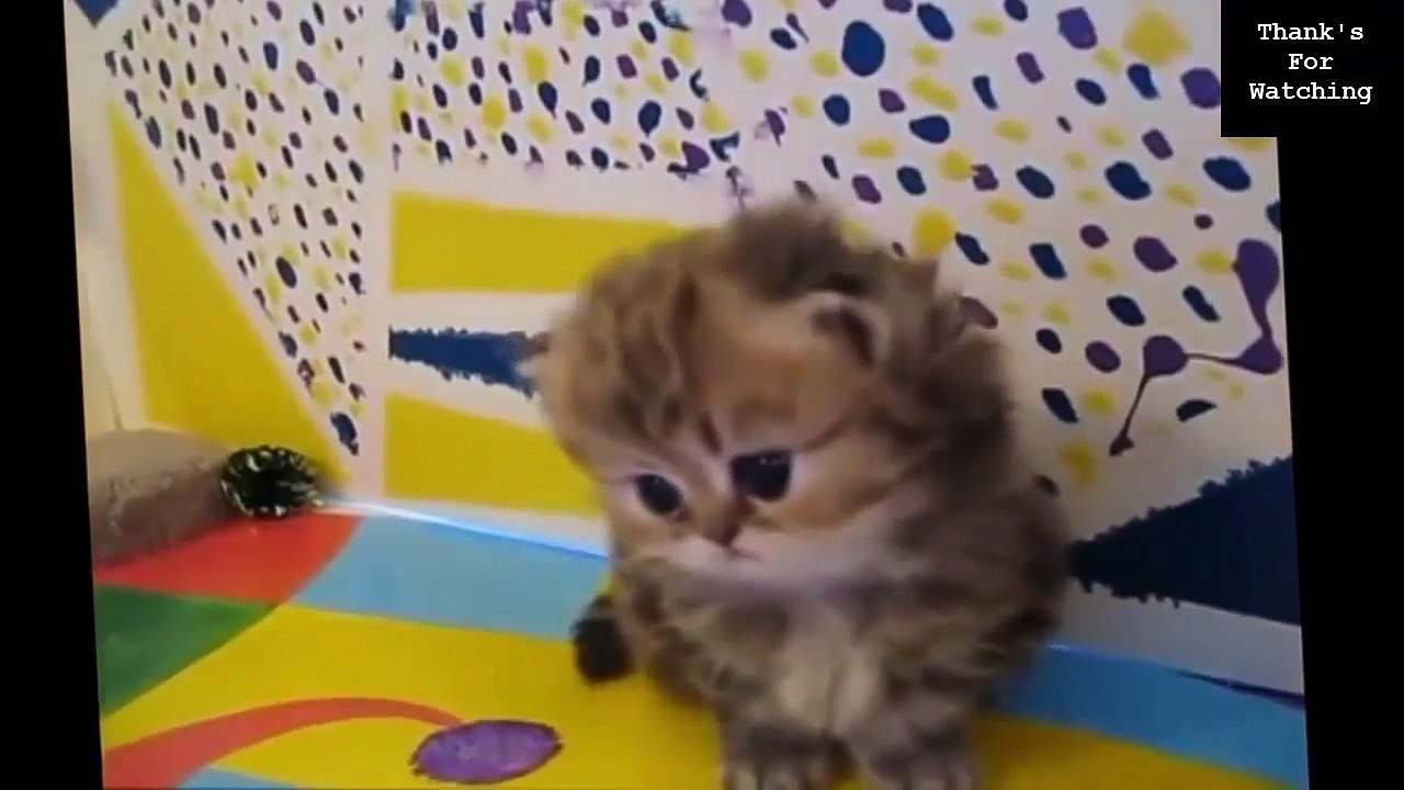 Funny Videos Of Funny Animals NEW 2015
