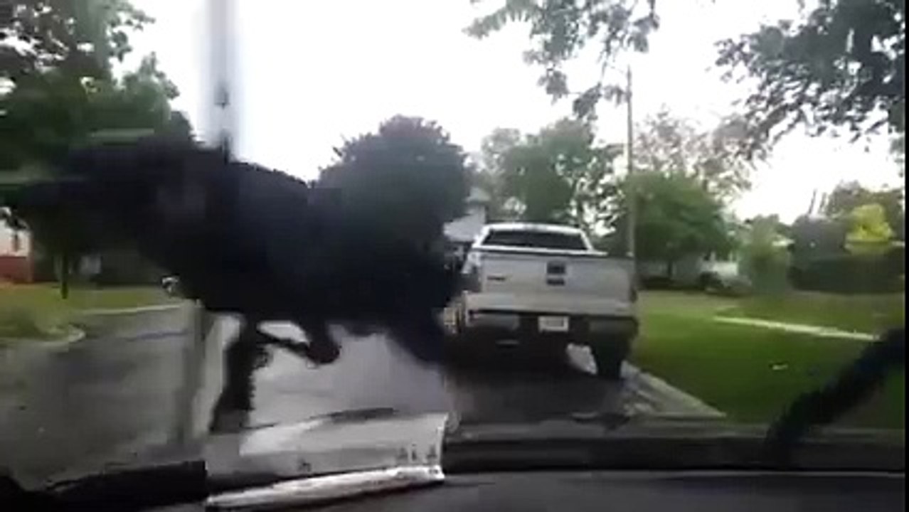 Farklı bir eğlence anlayışı olan karga