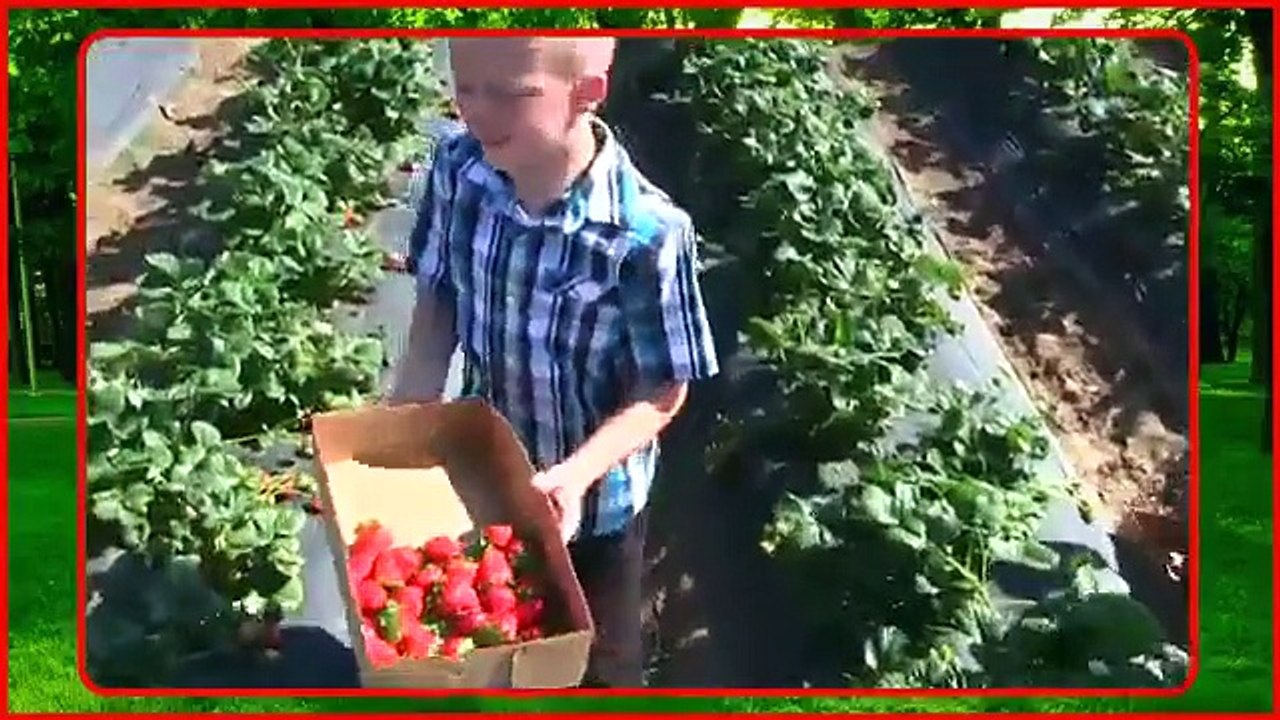 The Beatles - Strawberry Fields Forever