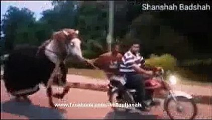 Sardar,Buraq and shenshah badshah travel from ilaqa nawan sahab to nawab palace lahore