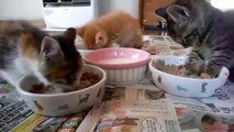 Kitten falls asleep while eating