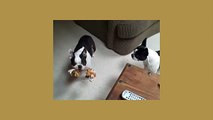 Boston Terrier dogs FUNNY dog shenanigans CUTE puppies Original