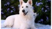 Cute Dogs Animal and Puppies White Swiss Shepherd - Funny Dog Videos