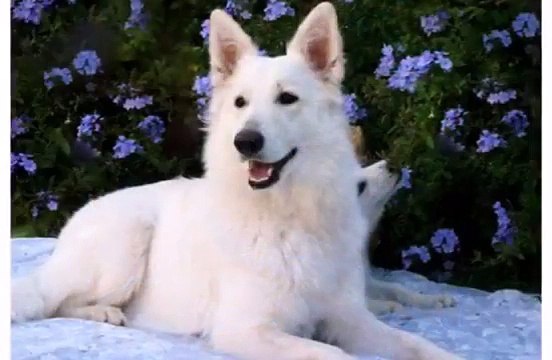 Cute Dogs Animal and Puppies White Swiss Shepherd - Funny Dog Videos