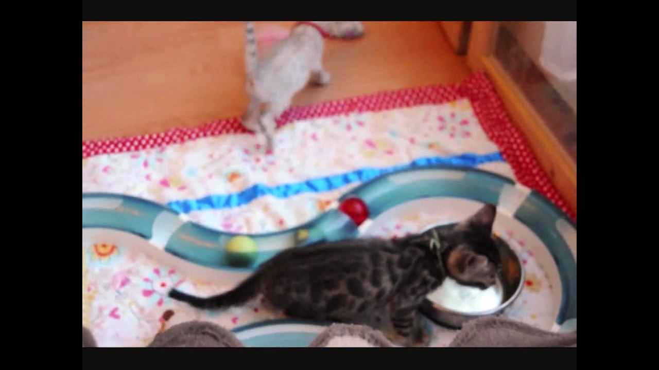 Funny Cute Kittens completion 2015 - So cute